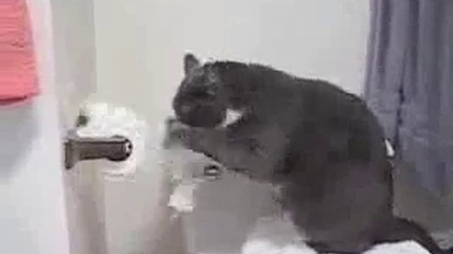 Ротация ферал-дру (Кота) смотреть онлайн