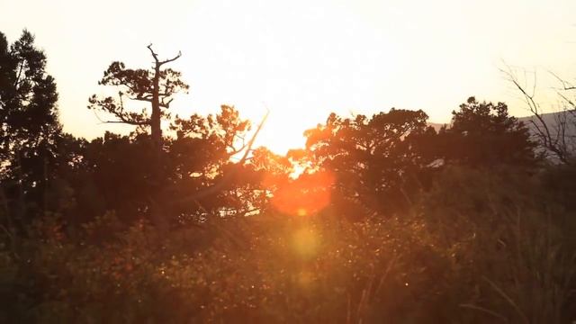 Можжевельник в Крыму под угрозой! смотреть онлайн