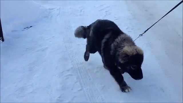 Цезарь, 6.5 мес. [Золото Кавказа Елизар - Мери] смотреть онлайн