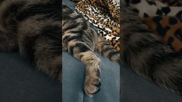 Полося-Бетмен