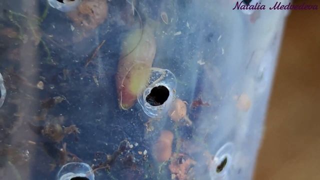 OX BLACK FACE Phal. Фаленопсис БЛЭК ФЕЙС от размера 1,7` до цветения за 7 месяцев и 18 мин + уход!! смотреть онлайн