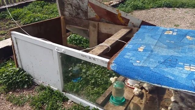 Новости нашего двора |начало птицеводства|бройлеры на откорм смотреть онлайн