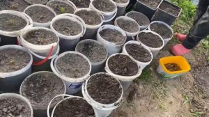 Посадка клубники фриго