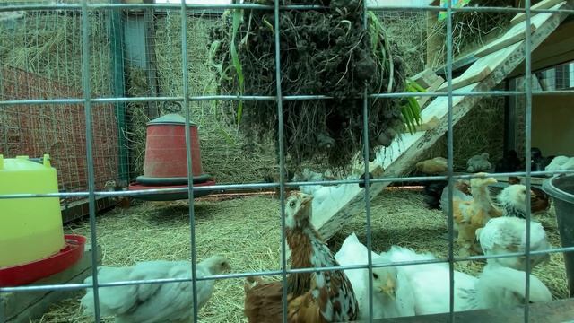 в кормлении цыплят траву лучше подвязывать и подвешивать (не затаптывается, цыплята прыгают) смотреть онлайн