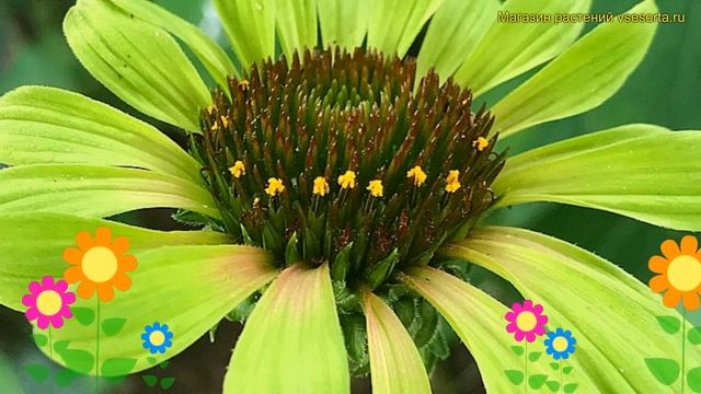 Эхинацея пурпурная Грин Энвей. Краткий обзор, описание характеристик echinacea purpurea Green Envy смотреть онлайн