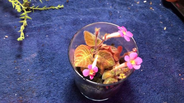 Episcia In Bloom Plus A Follow-up To A Previous Video смотреть онлайн