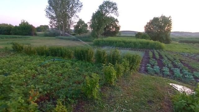 ПОЛИВ ДЛЯ САДА и огорода установка и орошение смотреть онлайн