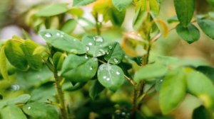 Музыка дождя.mp4