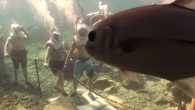 Sea Trek - прогулки под водой 2 (zapiskiturista.ru) смотреть онлайн
