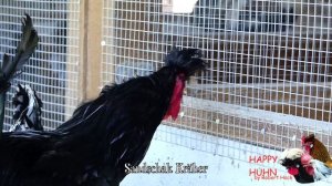 Big roosters crowing compilation with 15 different breeds - Whitecrested Polish, Serama, Leghorn
