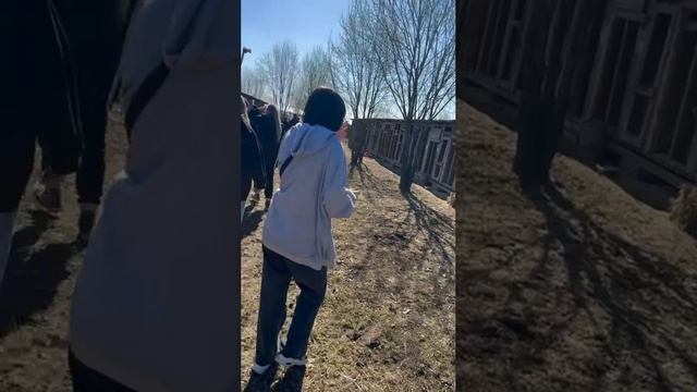 Собаки смотреть онлайн