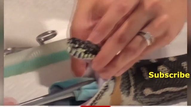 Из питона вытащили большое пляжное полотенце смотреть онлайн