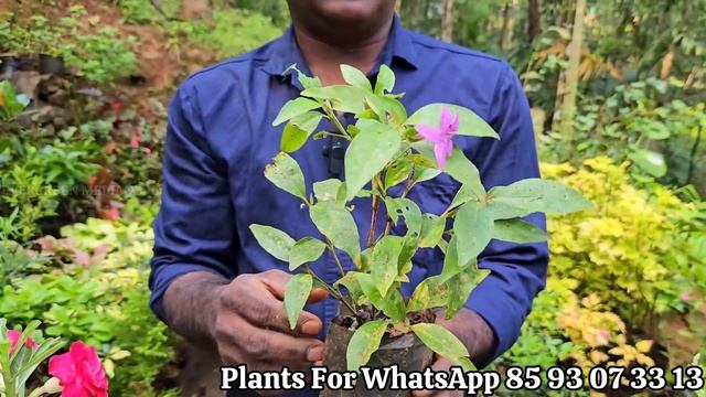 വിലക്കുറവുള്ള നല്ല സൂപ്പർ flowering ചെടികൾ വേണോ??variety of flowering & Indoor plants for sale ? смотреть онлайн