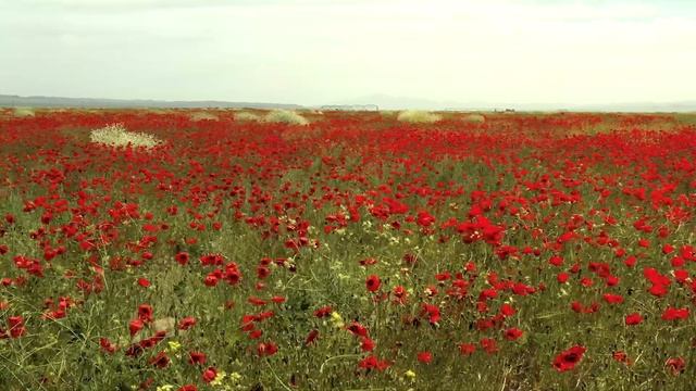 удивительное явление природы которым мы не устаем восхищаться каждый раз смотреть онлайн