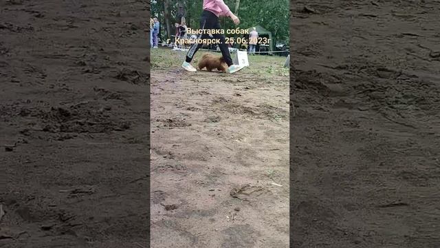 Ши-тцу Лина на сравнении. Выставка собак. #shorts #dog #animals #2023 #siberia #россия смотреть онлайн