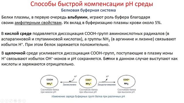 Биохимия. Лекция 33. Кислотно-основное равновесие смотреть онлайн