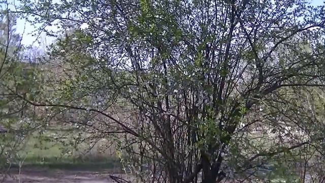 УЗНАЙ МЕДОНОС В ЛИЦО: алычя смотреть онлайн