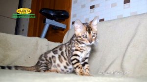 бенгальские котята играют на новом месте, Dakota Gold, питомник бенгалов