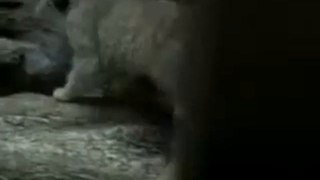 Манул в китайском зоопарке смотреть онлайн