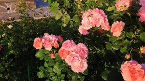 Роза Amelia Renaissance