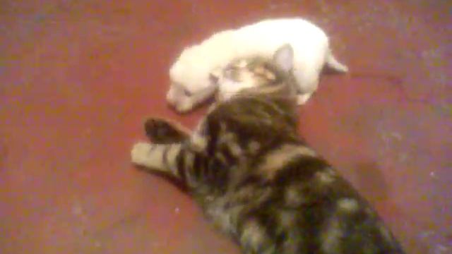 Опять Амбалик смотреть онлайн