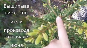 Формирование кроны ели и сосны. Когда обрезать?