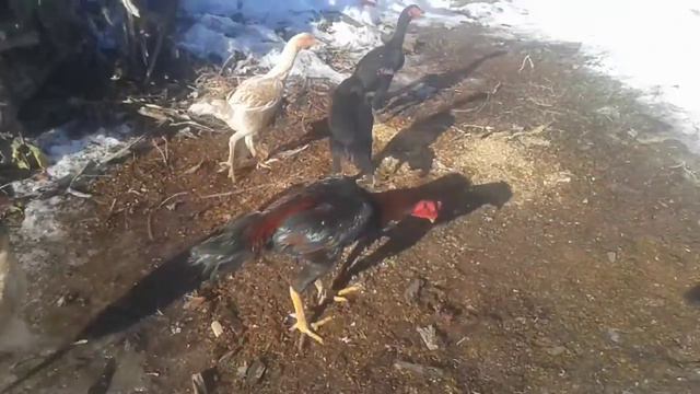 Боец крым мрым прашол в Баю смотреть онлайн
