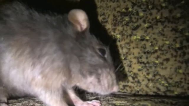 Особая Крыса. Rat runs смотреть онлайн