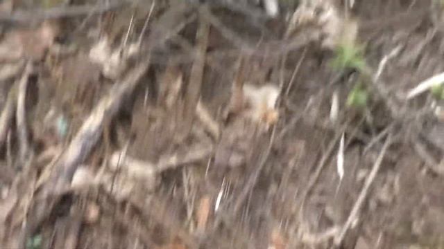 Как собирать грибы Строчки. Пошел в лес за Строчками. Фартануло! Набрал строчков. .