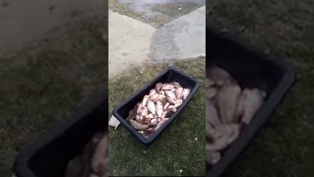 ЦИМЛА. ПРИМОРСКИЙ.02.2019. ФЕВРАЛЬ смотреть онлайн