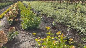 Акции в Егорьевском питомнике Никитенко Александра