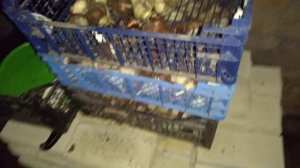 Что делать с луковицей тюльпанов ,после выгонки?Лучший способ