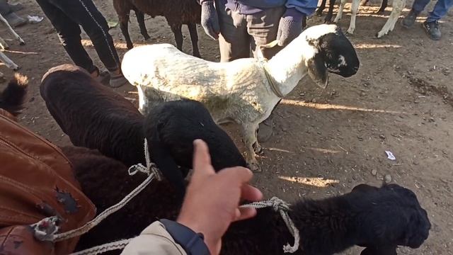 БУХОРО ШАХАР МОЛ БОЗОРИ ҚЎЙ НАРХЛАРИ. // QOʻY BOZOR BUXORO .