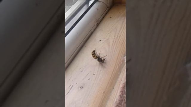 паук или оса? смотреть онлайн