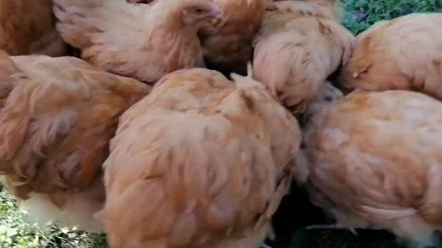 Орпингтон палевый возрост четыри и пять месяцев ?☘️?☘️? Киев Подол. смотреть онлайн