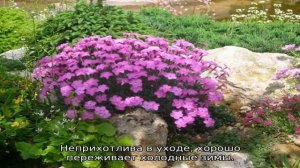 Многолетние цветы на могилу