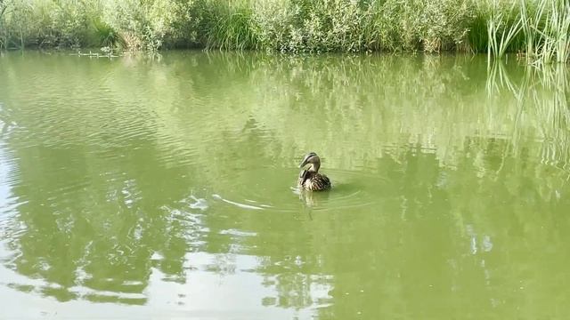 Привет, Утка ? смотреть онлайн