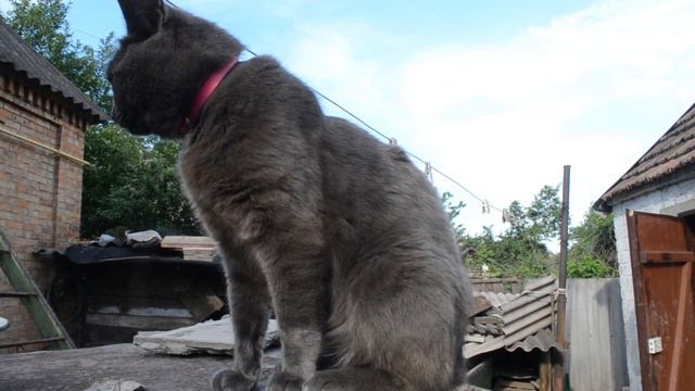 ФУТАЖ Хитрый котик смотреть онлайн