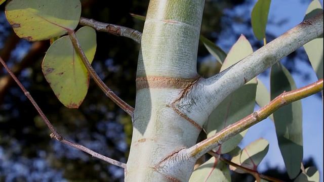 Топ 10 самых необычных деревьев. смотреть онлайн