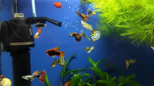 Молодые самцы гуппи чистых линий (моё разведение) смотреть онлайн