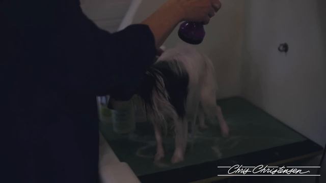Papillon Grooming With Lisa Christensen — Show Groom