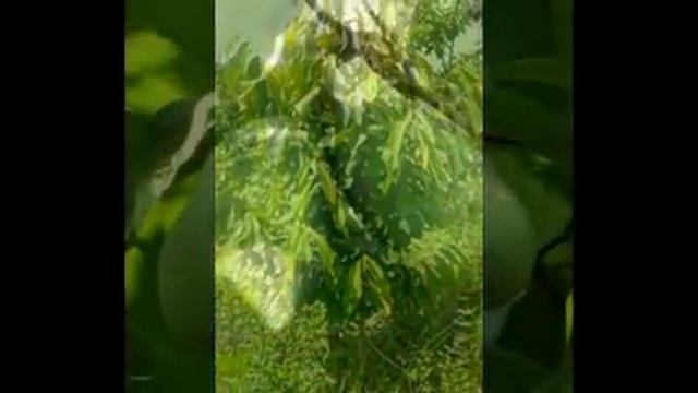 Азимина трёхлопастная (лат. Asimina triloba)-Любимые цветы и растения смотреть онлайн