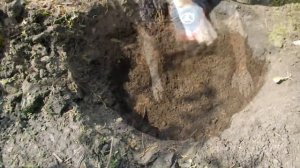 Посадка Голубики (Дюк)