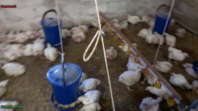Бройлеры. Бройлерам 48 дней. Взвешивание. Забой. смотреть онлайн