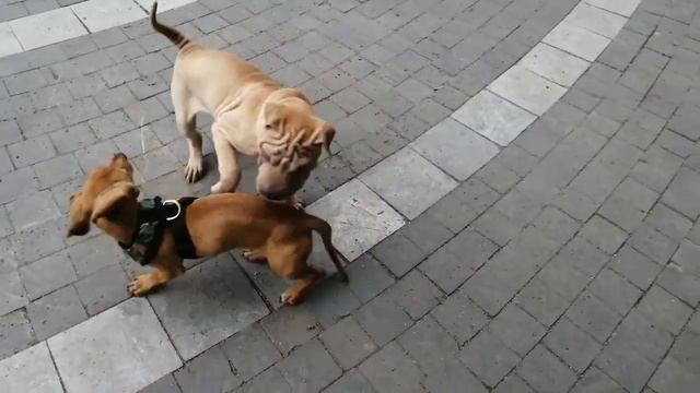 Sharpei couple from Mexico 18 de junio de 2021 смотреть онлайн