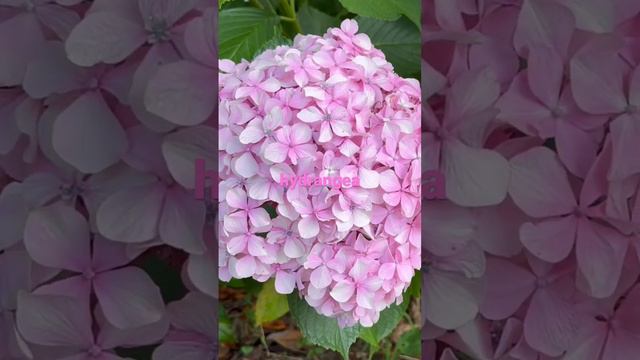 Street Flowers 🌸 Pink hydrangea смотреть онлайн