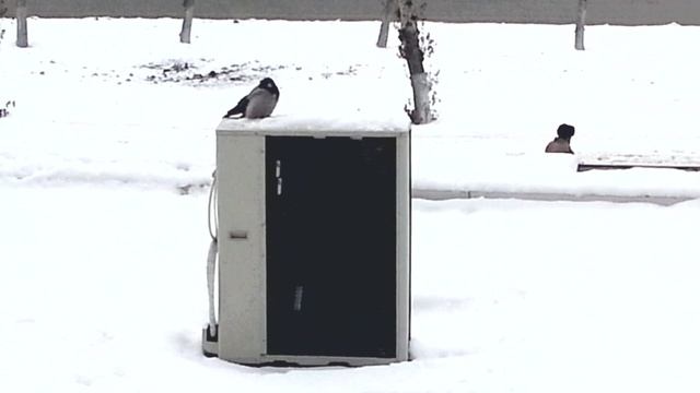 Грач гуляет, ворона отдыхает смотреть онлайн