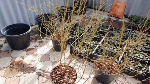 Пересадка голубики в горшки большего объема.