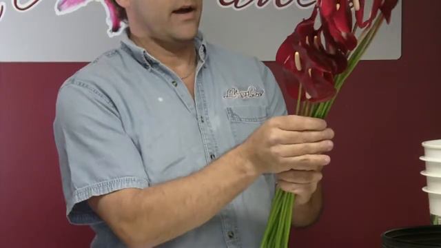 How To Prepare Anthurium Tulip Red From Hawaii - Lwflowers.com