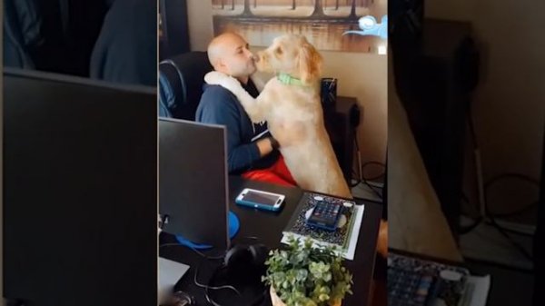 cute cats, funny cat, cute cat videos, #cat #cutecat #short V. 1982